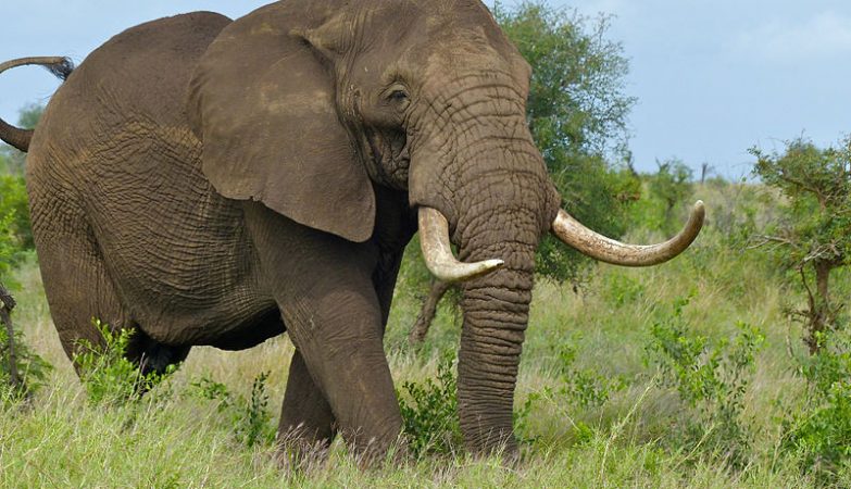 O elefante-da-savana (Loxodonta africana) é a maior das duas espécies de elefante-africano