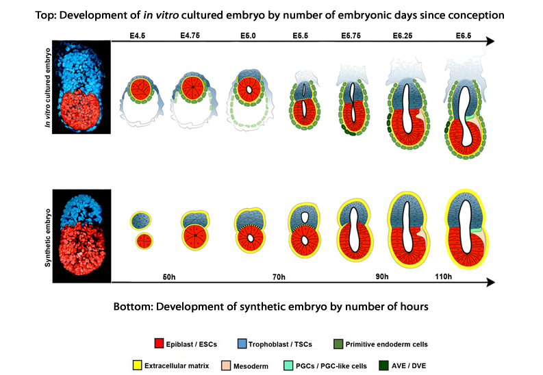 O desenvolvimento do embrião normal (em cima) e do embrião artificial (em baixo)