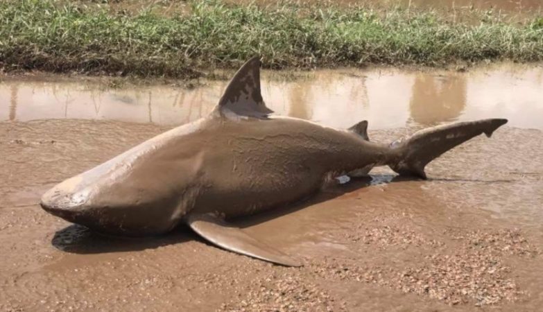 Tubarão-touro encontrado morto na cidade inundada de Ayr