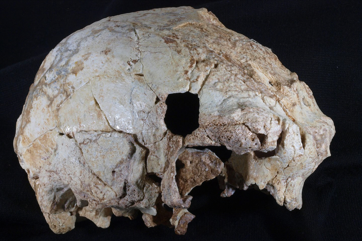 Os arqueólogos encontraram o crânio na gruta da Aroeira, concelho de Torres Novas