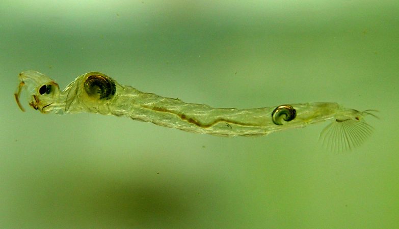 A larva da espécie Chaoborus sp liberta gás metano na superfície da água