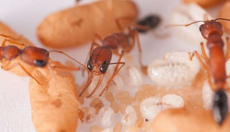 As formigas-obreiras preparam e inspecionam as larvas para determinar se estão a desenvolver-se como rainhas ou obreiras.