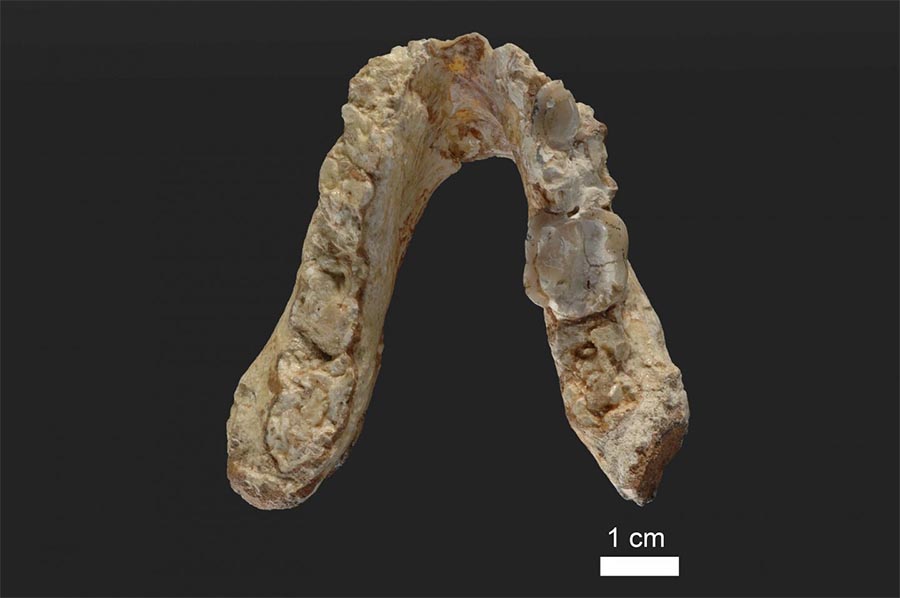 Maxilar inferior do Graecopithecus freybergi, encontrado na Grécia, que terá vivido há 7,2 milhões de anos. 