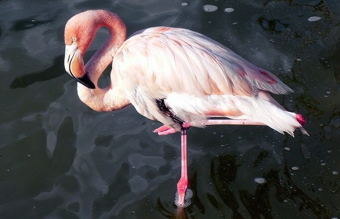 pink-flamingo-1057901_960_720