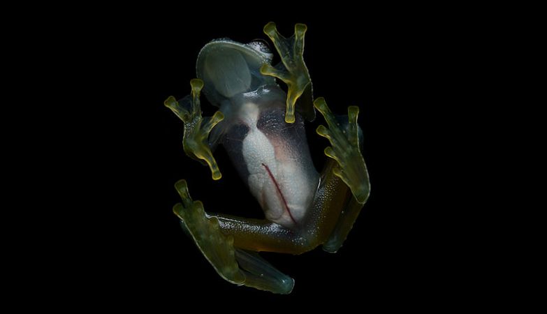Hyalinobatrachium yaku, conhecidos como “glass frogs” (sapos de vidro)