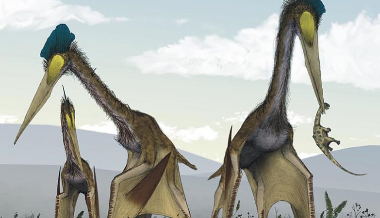 Pteranodonte e pterodáctilo são só nomes diferentes para o mesmo