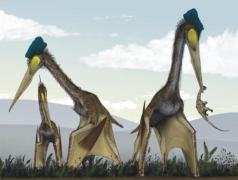 Paleontólogos encontram maior fóssil de pterodáctilo do período