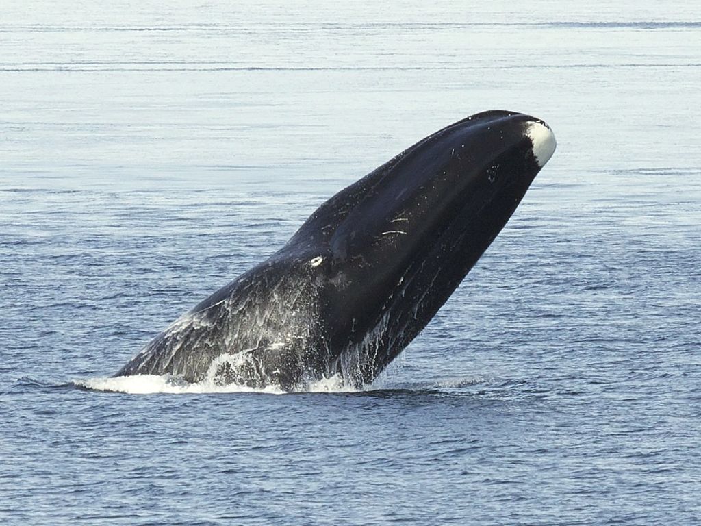 Há uma nova solução para o misterioso paradoxo de como as baleias escapam ao cancro