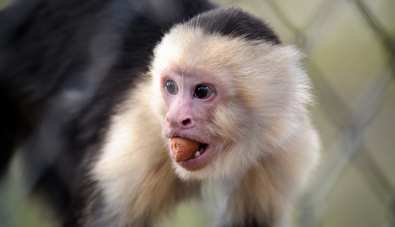 Macaco-prego-de-cara-branca Fotografia, Fotos