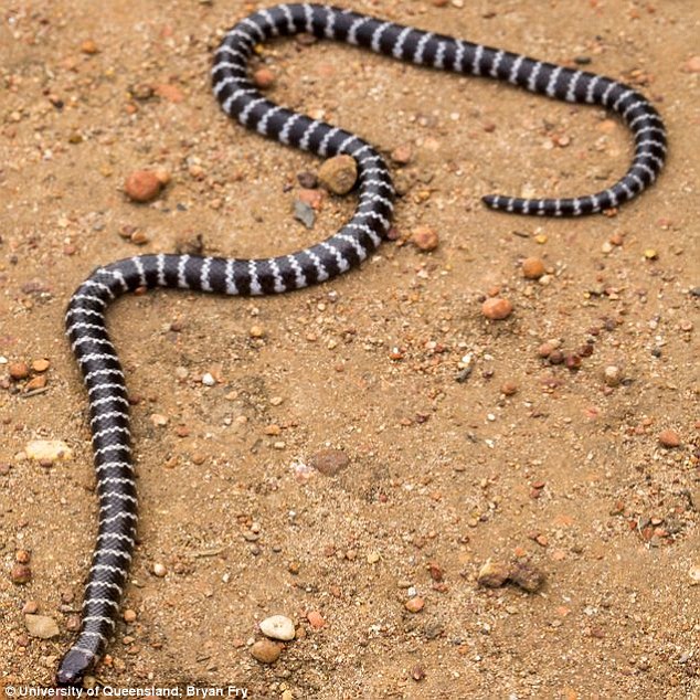 Descobertas cinco novas espécies de belíssimas cobras-de-pestana