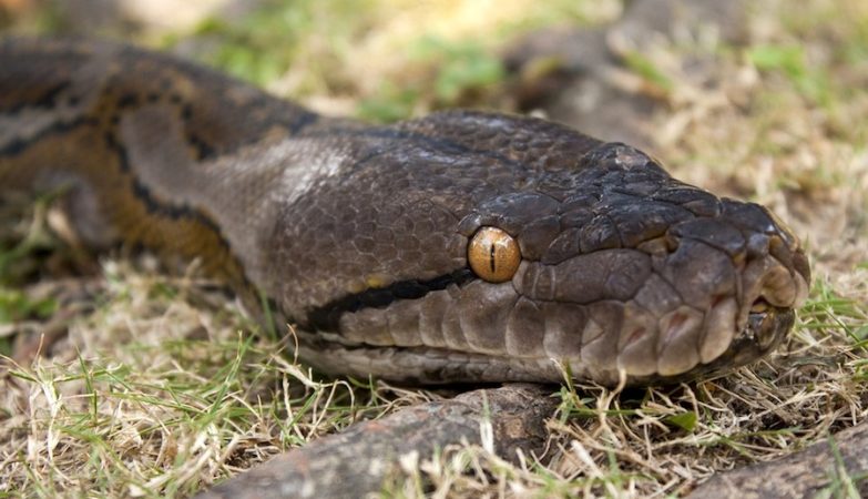 Serpente de espécie recém-descoberta na África pode já ter sido extinta, Biologia