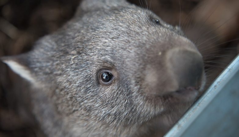 Ya sabemos por qué wombat tiene heces en forma de cubo