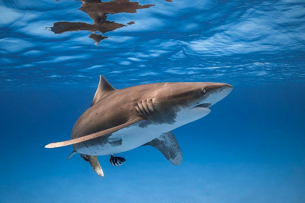 Descoberta de SEMANA ESCURA - Jogo de nascimento de tubarão