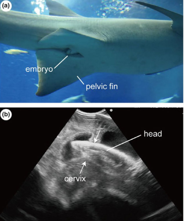 Descoberta de SEMANA ESCURA - Jogo de nascimento de tubarão