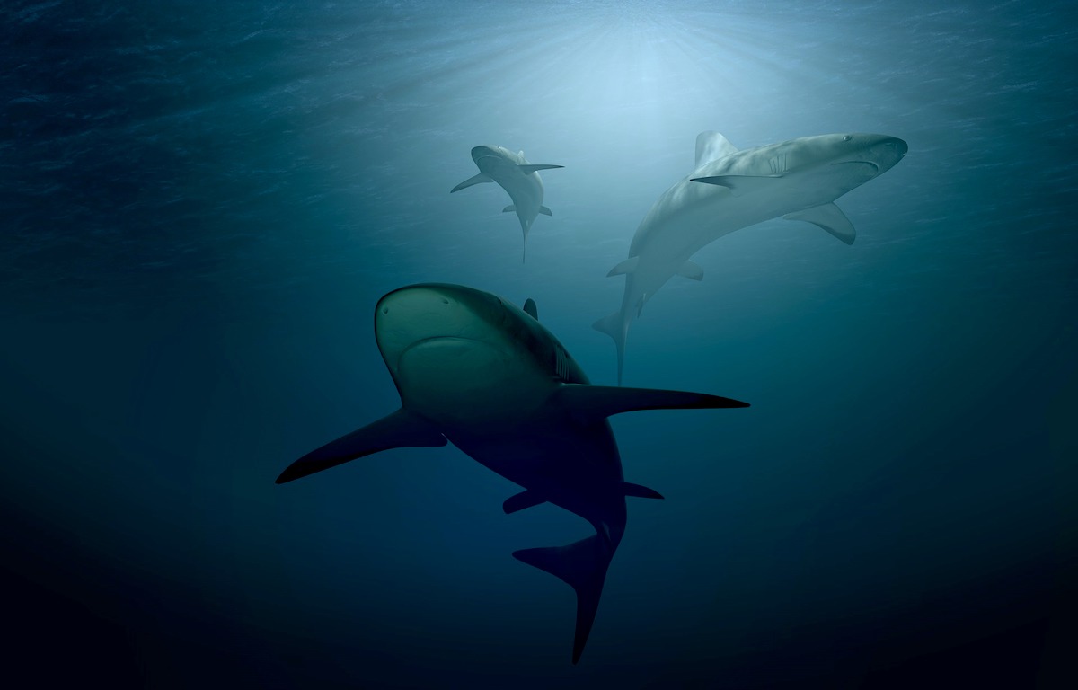 Los biólogos prueban que el mito del tiburón es incorrecto