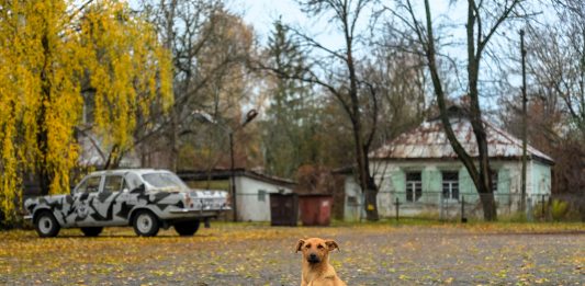 Cão em Chernobyl, Ucrânia