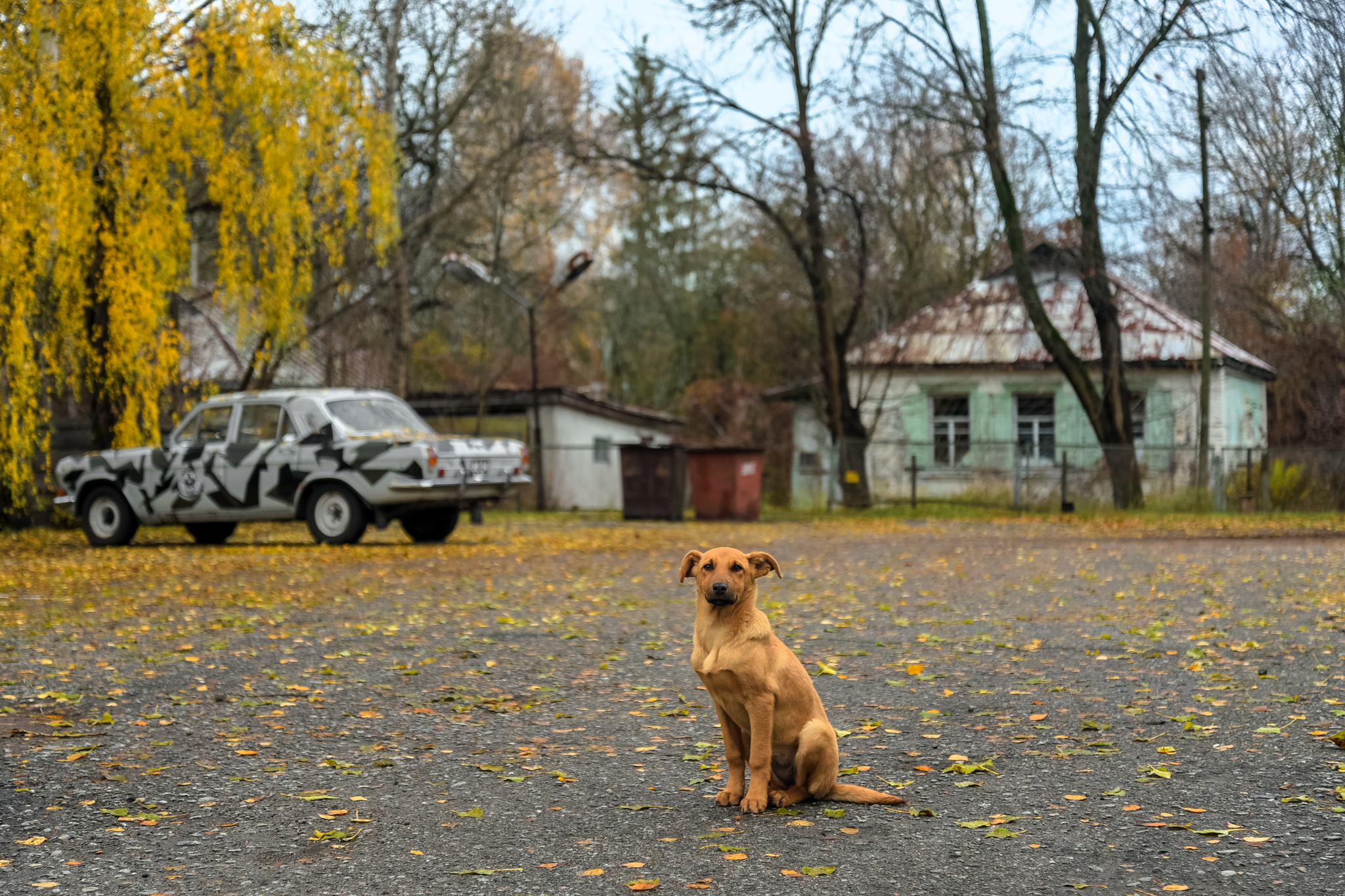 Cão em Chernobyl, Ucrânia