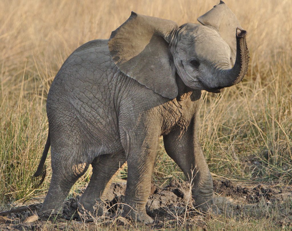 Reserva Especial de Maputo salva elefante bebé. É alimentada a biberão