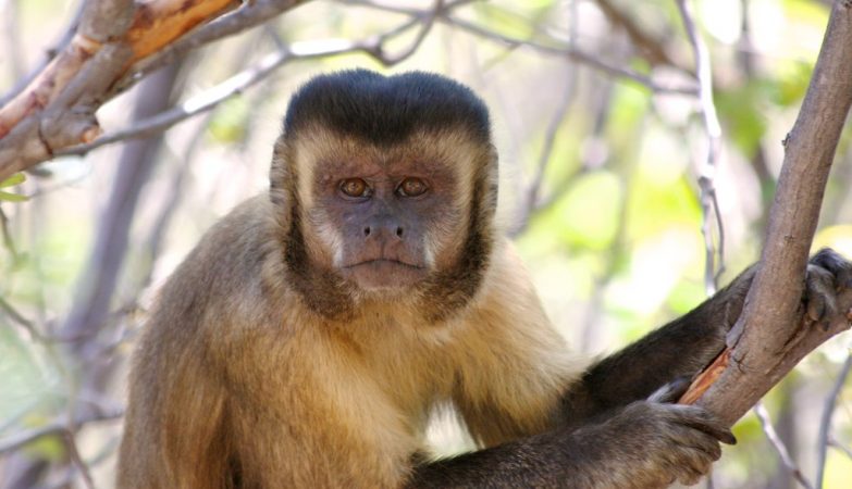 Macacos-prego brasileiros estão em sua própria 'idade da pedra' há