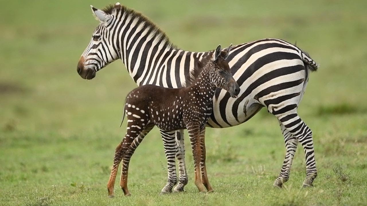 O Radnik Surdulica foi outra zebra do dia, ao quebrar a