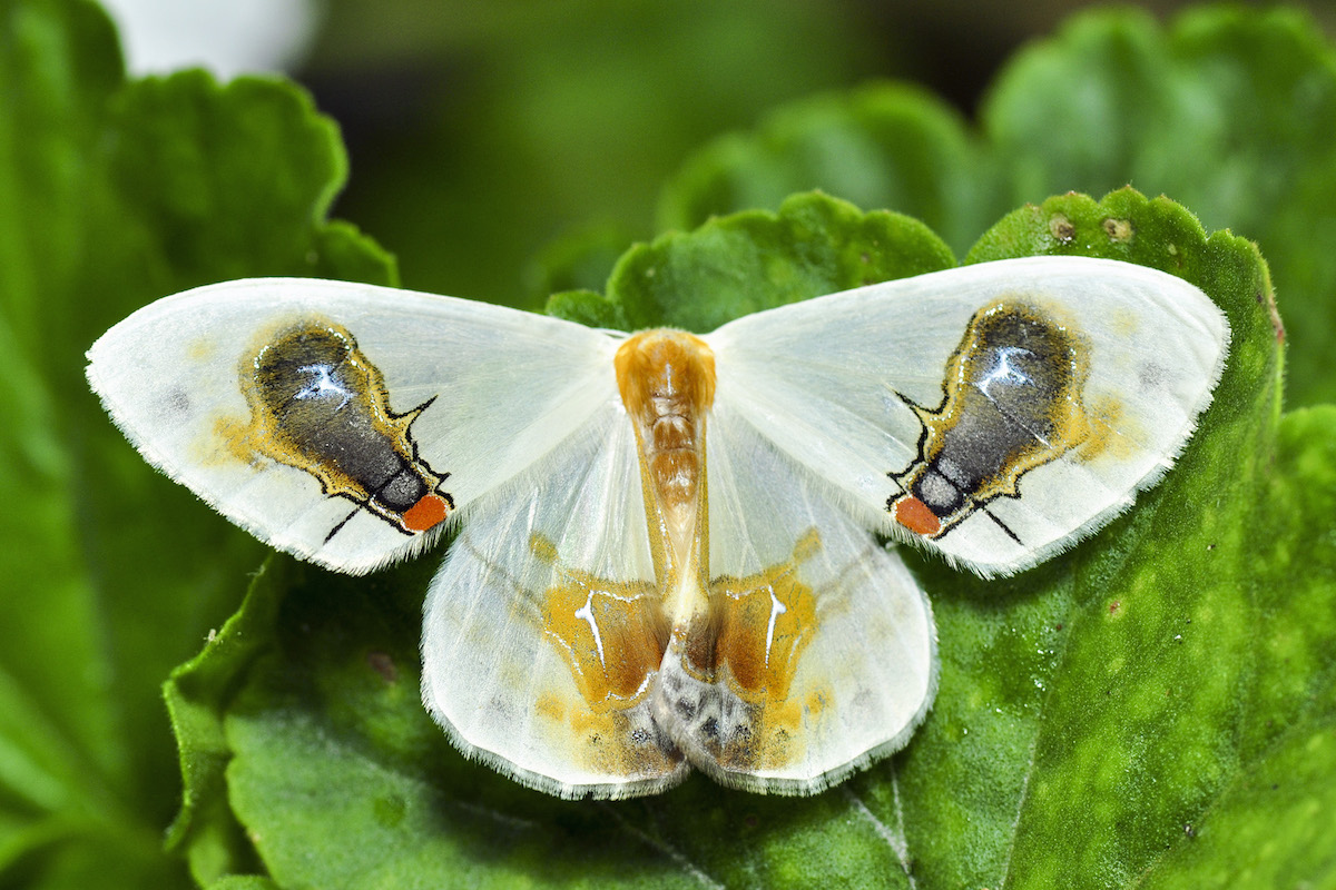 Macrocilix maia, a misteriosa traça que tem moscas a comer fezes nas suas asas - ZAP - ZAP
