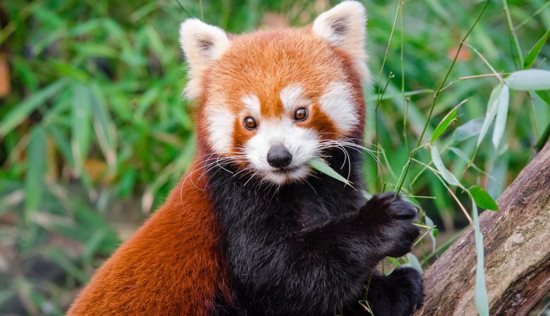 Conheça os pandas-vermelhos, seu amor pelas árvores altas e outras