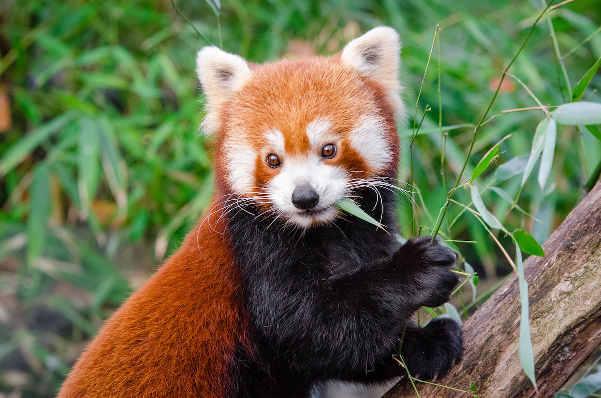 Conheça os pandas-vermelhos, seu amor pelas árvores altas e outras  curiosidades