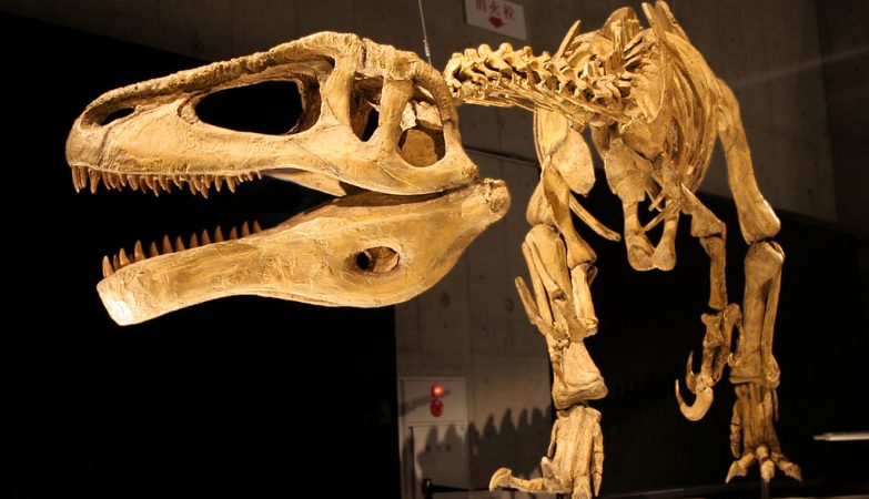 Dinosaurio gigante descubierto en Argentina.  El megaraptor más grande de todos los tiempos.