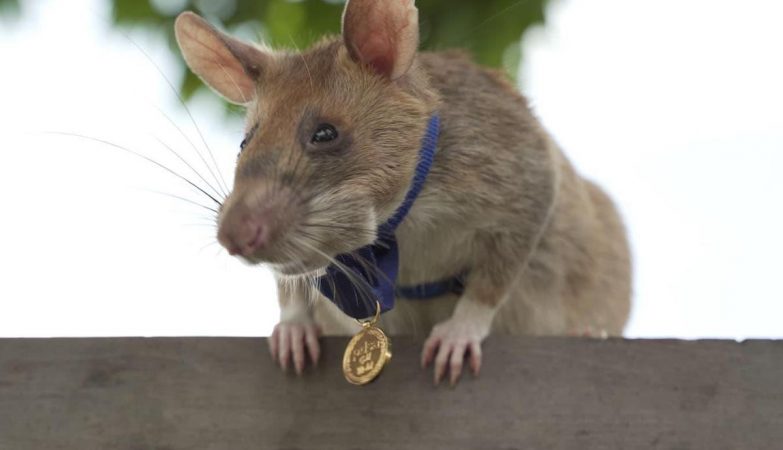 Magawa, o rato que deteta minas, ganhou uma medalha de ouro - ZAP Notícias