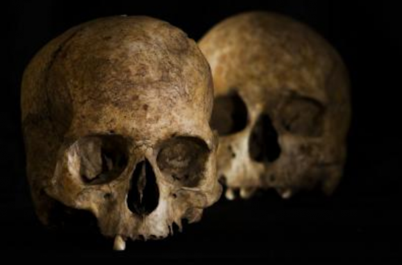 Um crânio encontrado na Cueva de la Dehesilla