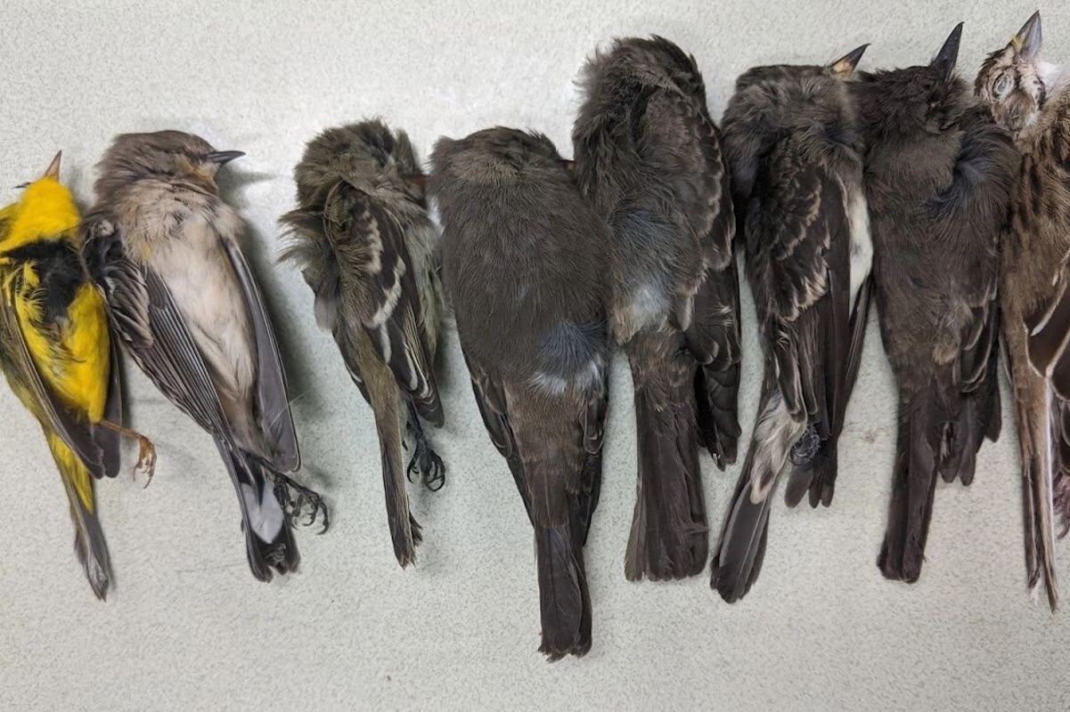 Miles de aves migratorias están (misteriosamente) desapareciendo en Nuevo México
