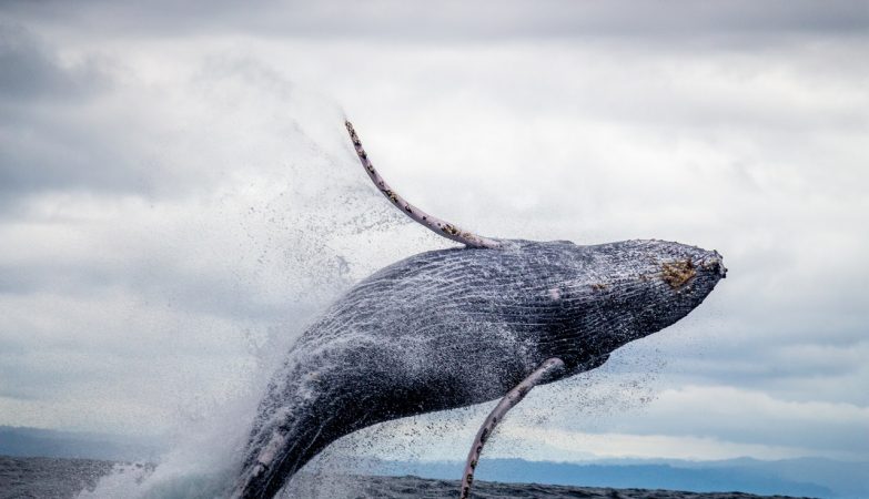 Las ballenas comen tres veces más de lo que se pensaba