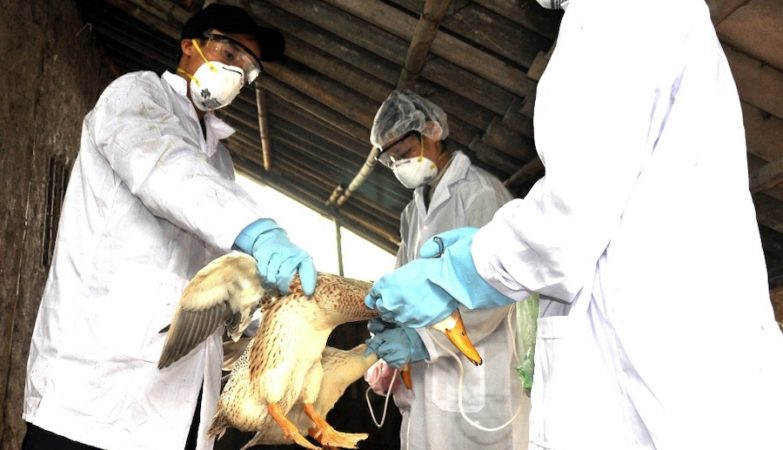 La primera transmisión humana de la cepa de la gripe aviar se detectó en Rusia