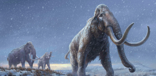 Três mamutes siberianos