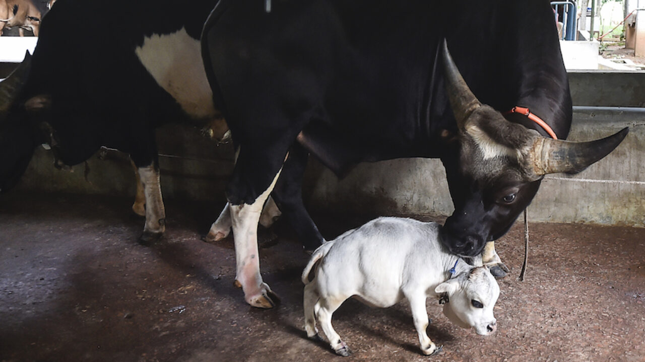 A mais recente atração do Bangladesh chama-se Rani (e é uma vaca anã)