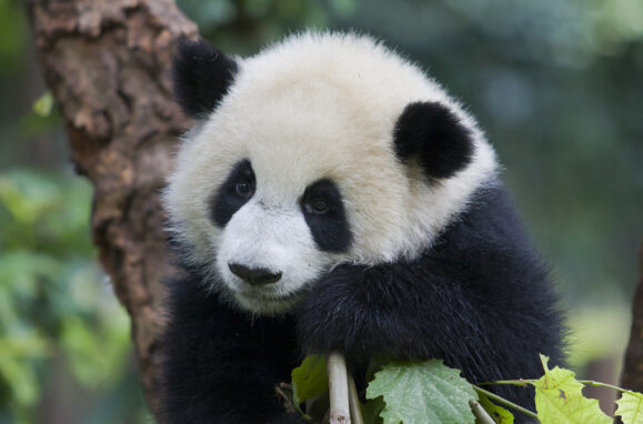 Um panda gigante no meio da vegetação