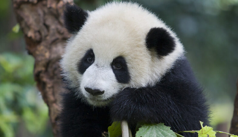 Um panda gigante no meio da vegetação