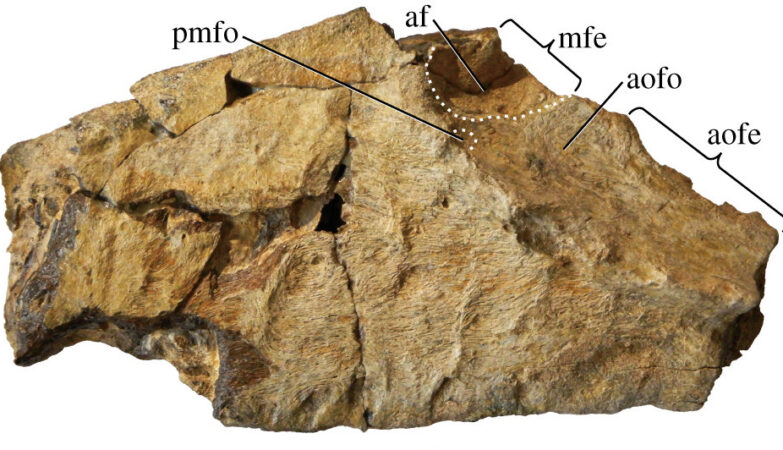 Dinossauro gigante com 'dentes de tubarão' é descoberto no Uzbequistão