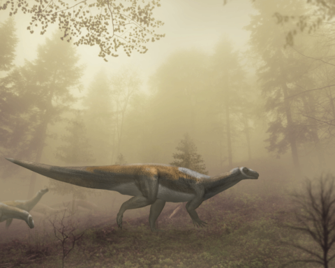 Reconstrução artística do dinossauro, com base nas pegadas com 220 milhões de anos