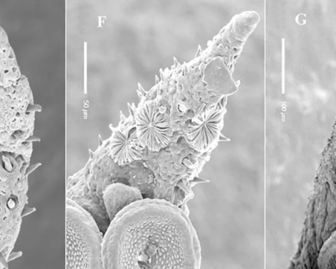 Imagens microscópicas dos misteriosos órgãos de Kölliker, que crescem ao longo do braço de um jovem polvo