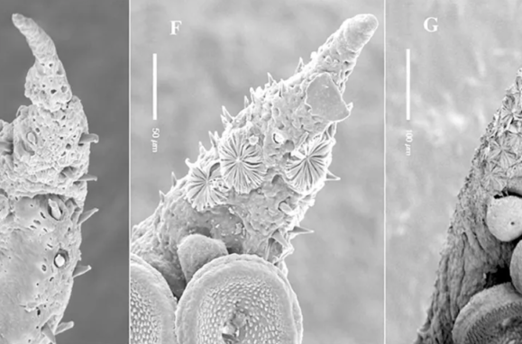 Imagens microscópicas dos misteriosos órgãos de Kölliker, que crescem ao longo do braço de um jovem polvo