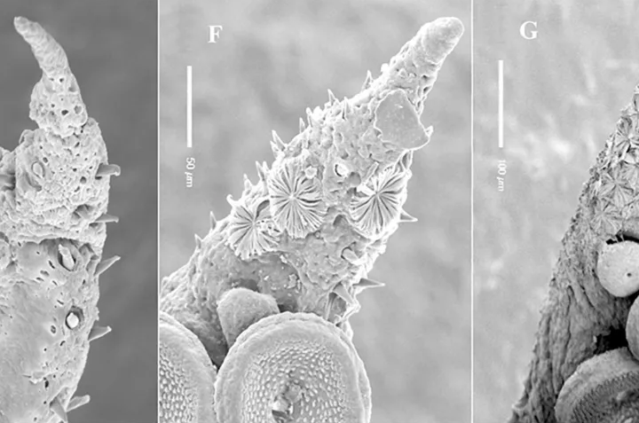 Imagens microscópicas dos misteriosos órgãos de Kölliker, que crescem ao longo do braço de um jovem polvo