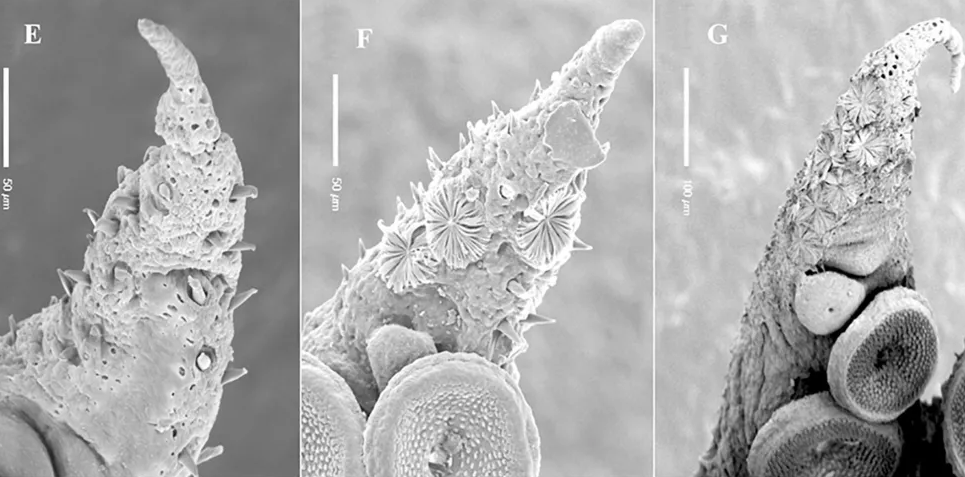Imagens microscópicas dos misteriosos órgãos de Kölliker, que crescem ao longo do braço de um jovem polvo
