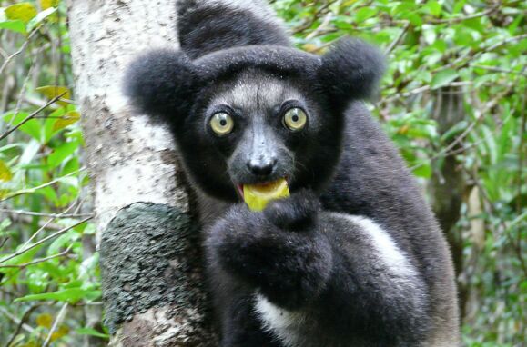 A espécie de lémure, indri, nativa de Madagáscar.