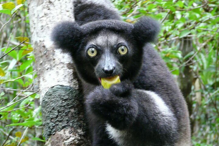 A espécie de lémure, indri, nativa de Madagáscar.