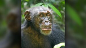 Um chimpanzé selvagem com lepra