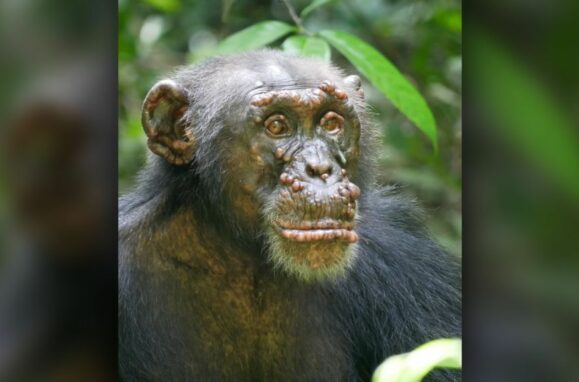 Um chimpanzé selvagem com lepra