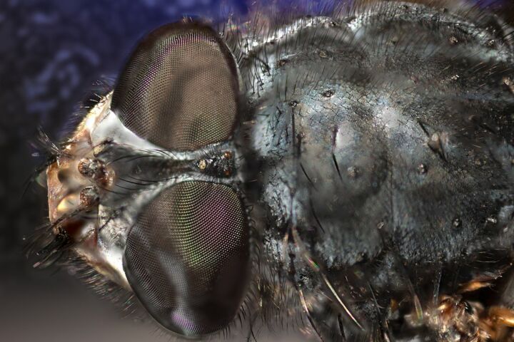 A cabeça de uma mosca da fruta comum.