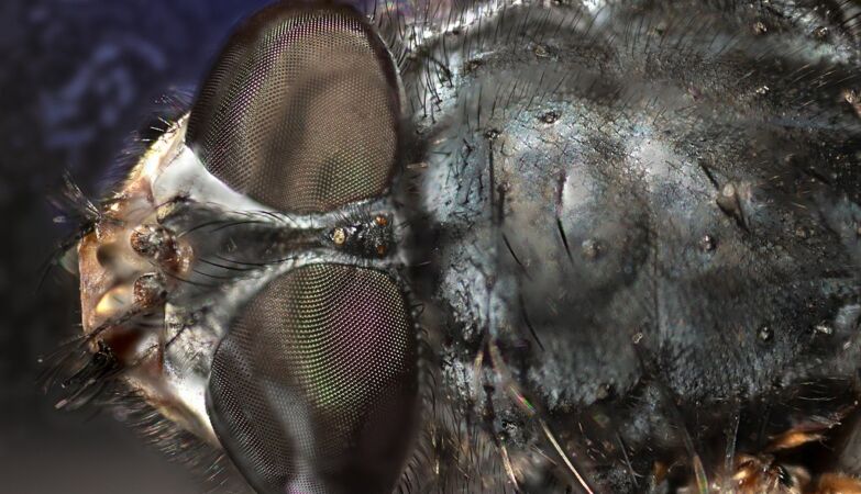 A cabeça de uma mosca da fruta comum.