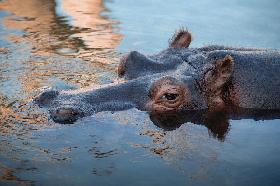 Um hipopótamo na água